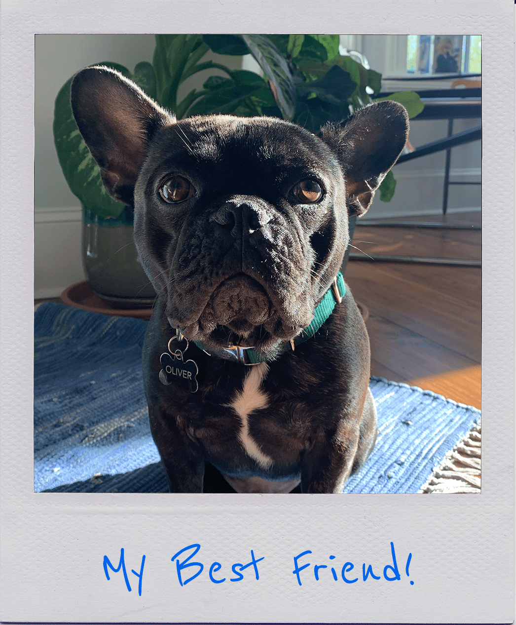 A picture of a very cute french bulldog